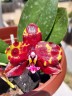 Phal. Miro Sun Beauty '3521' 2.5''