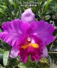 Rlc. Taichung Beauty 2.5'' УЦЕНКА (мало бульб)