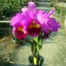 Rlc. Taichung Beauty 2.5'' УЦЕНКА (мало бульб)