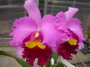 Rlc. Taichung Beauty 2.5'' УЦЕНКА (мало бульб)