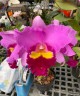 Rlc. Taichung Beauty 2.5'' УЦЕНКА (мало бульб)