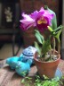 Rlc. Taichung Beauty 2.5'' УЦЕНКА (мало бульб)