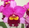 Rlc. Taichung Beauty 2.5'' УЦЕНКА (мало бульб)