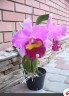 Rlc. Taichung Beauty 2.5'' УЦЕНКА (мало бульб)