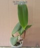 Rlc. Taichung Beauty 2.5'' УЦЕНКА (мало бульб)