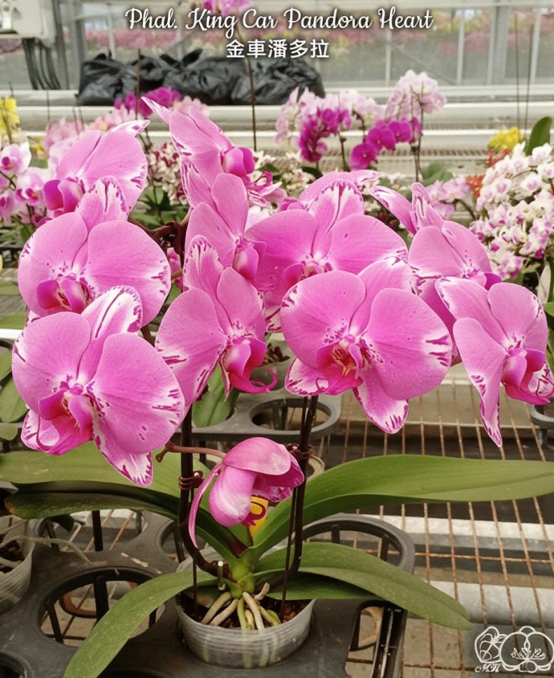 Phal. King Car Pandora Heart 2.5"
