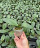Phal. King Car Pandora Heart 2.5"