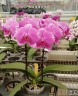 Phal. King Car Pandora Heart 2.5"