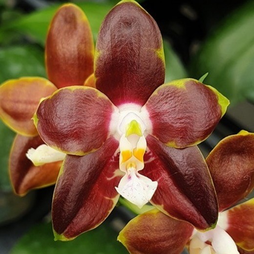  Phal. venosa 'CH' 2.5"