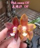  Phal. venosa 'CH' 2.5"