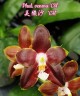  Phal. venosa 'CH' 2.5"