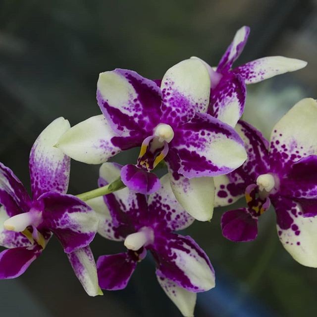 Орхидея саммер сонг фото и описание сорта