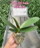 Phal. KV Smile 2.5''