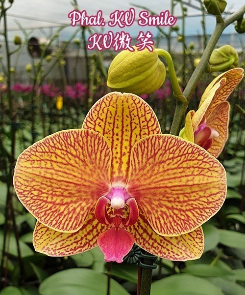 Phal. KV Smile 2.5''