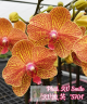 Phal. KV Smile 2.5''