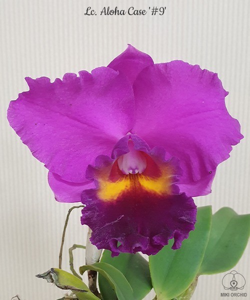 Lc. Aloha Case '#9' 2.5"