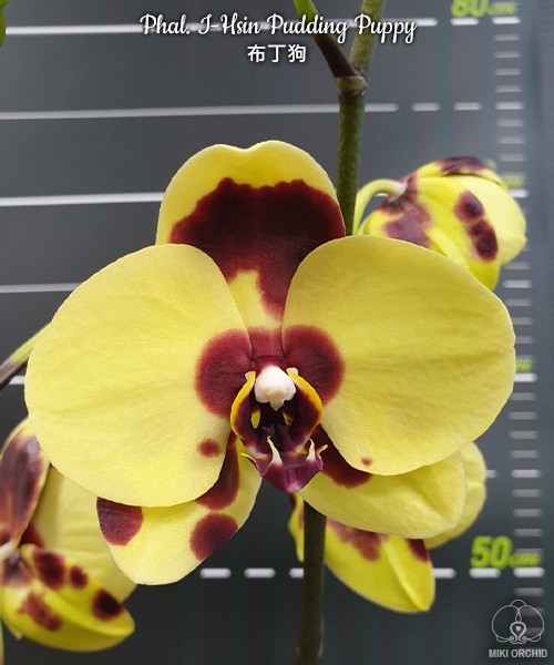 Phal. I-Hsin Pudding Puppy 2.5''