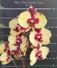 Phal. I-Hsin Pudding Puppy 2.5''