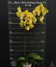 Phal. I-Hsin Pudding Puppy 2.5''