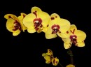 Phal. I-Hsin Pudding Puppy 2.5''