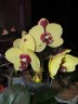 Phal. I-Hsin Pudding Puppy 2.5''
