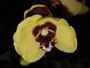 Phal. I-Hsin Pudding Puppy 2.5''