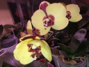 Phal. I-Hsin Pudding Puppy 2.5''