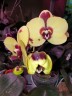 Phal. I-Hsin Pudding Puppy 2.5''