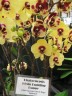 Phal. I-Hsin Pudding Puppy 2.5''