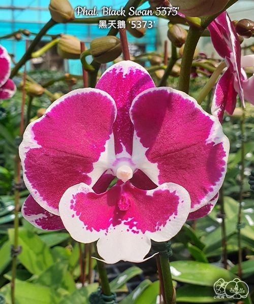 Phal. Black Swan '5373' 2.5''