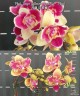 Phal. Sogo Yellowtris (peloric - 3 lips) 2.5"