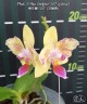 Phal. I-Hsin Confetio '507' (peloric) 2.5"