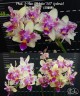 Phal. I-Hsin Confetio '507' (peloric) 2.5"