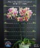 Phal. I-Hsin Confetio '507' (peloric) 2.5"