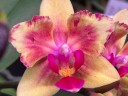 Phal. I-Hsin Confetio '507' (peloric) 2.5"