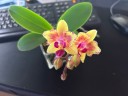 Phal. I-Hsin Confetio '507' (peloric) 2.5"