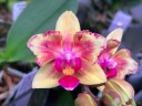 Phal. I-Hsin Confetio '507' (peloric) 2.5"