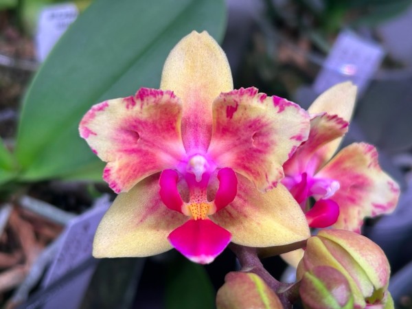 Phal. I-Hsin Confetio '507' (peloric) 2.5"