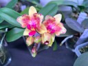Phal. I-Hsin Confetio '507' (peloric) 2.5"