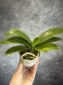 Phal. I-Hsin Confetio '507' (peloric) 2.5"