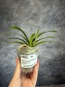 Phal. I-Hsin Confetio '507' (peloric) 2.5"