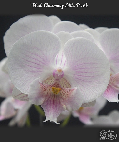 Phal. Charming Little Pearl 2.5''