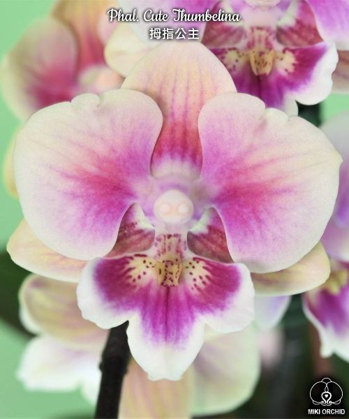 Phal. Younghome Thumbelina 2.5'' УЦЕНКА (нет нижн. листиков)