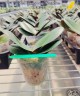 Phal. Younghome Thumbelina 2.5'' УЦЕНКА (нет нижн. листиков)