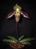 Paph. wardii × sib 2.5''