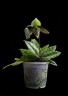 Paph. wardii × sib 2.5''