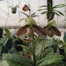 Paph. wardii × sib 2.5''