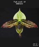 Paph. wardii × sib 2.5''