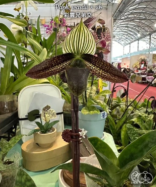 Paph. wardii × sib 2.5''