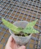 Paph. wardii × sib 2.5''